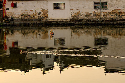 lo bach thủ