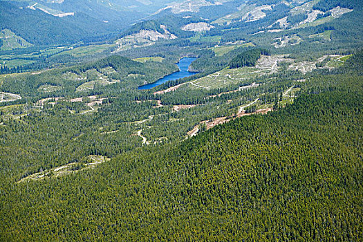 soi câu rong bach kim
