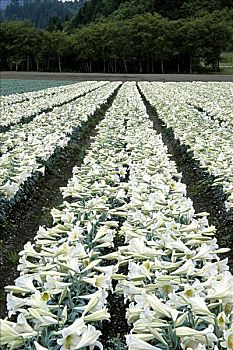 dự đoán xổ số thần tài miền nam