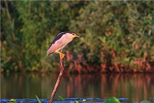 dàn lô đề