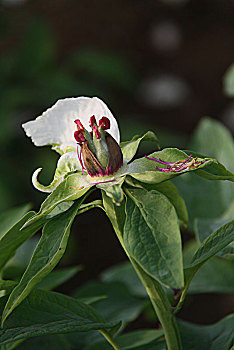 hướng dẫn chơi xsmb