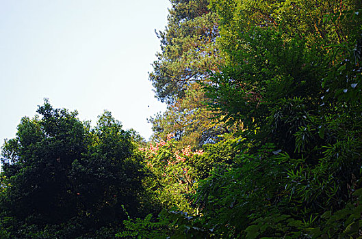xskt da lat