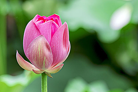 dạy cách đánh đề