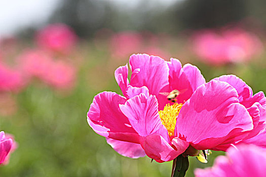 dàn đề 4 con
