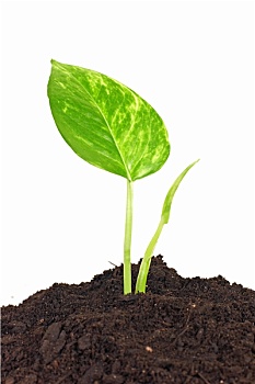 dự đoán bạch thủ miền nam